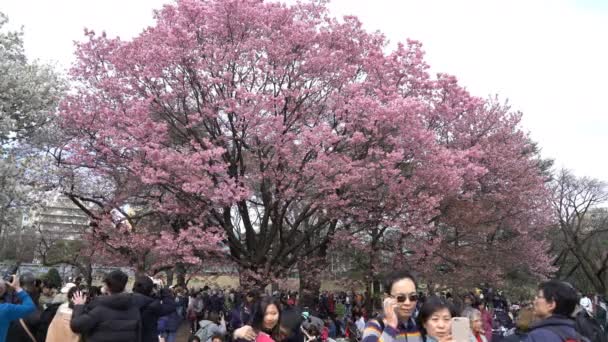 Tokio Japonia Circa Kwiecień 2017 Roll Materiał Filmowy Tokio National — Wideo stockowe