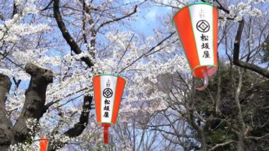 Bahar kiraz çiçeği (sakura hanami) sırasında Tokyo Ulusal Parkı 'nın 4k b-roll sineması. Sakura çiçeğini görmek için en ünlü yerlerden biridir.. 