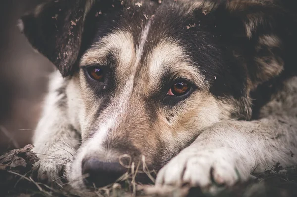 Yalnız köpek içinde Zhukovsky City, Rusya