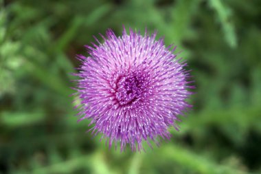tavuk bacağı hazırlık yemek.