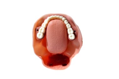 Simülasyon tıp modeli boğaz gırtlak/farinks ve trakea anatomi muayene ve öğrenci veya yenilikçi eğitim sürecinde doktorlar tarafından tedavi için. Cricothyroidotomy modeli.