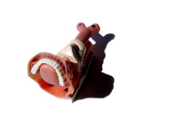 Simülasyon tıp modeli boğaz gırtlak/farinks ve trakea anatomi muayene ve öğrenci veya yenilikçi eğitim sürecinde doktorlar tarafından tedavi için. Cricothyroidotomy modeli.