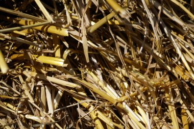 saman, saman dokusu kuru arkaplan, tasarım için vintage biçimi.