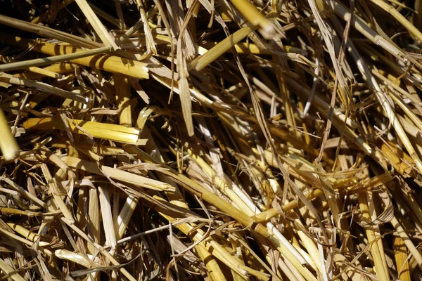 saman, saman dokusu kuru arkaplan, tasarım için vintage biçimi.