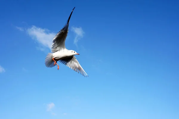 Bird Seagull flying on clear blue sky and sun light. Seagull in flight against a blue sky, ascending with wings spread.