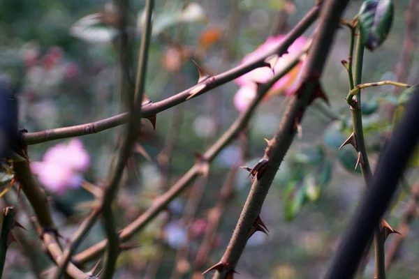 Rosa Espinhos Como Fundo — Fotografia de Stock