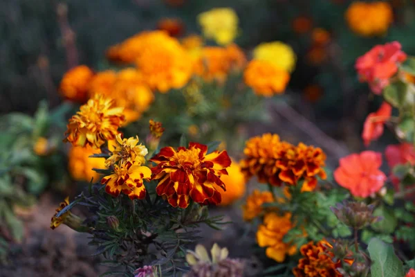 Macro Shot Marigold Flowers Orange Colors Beautiful Blurry Background — Stock Photo, Image