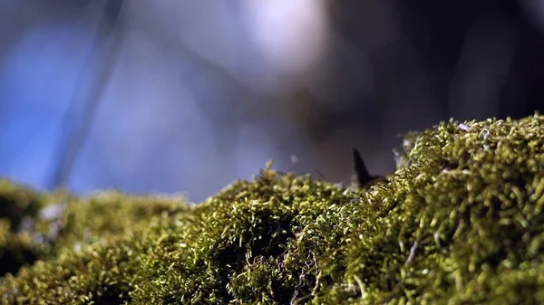 Όμορφα Πράσινα Βρύα Στο Πάτωμα Βρύα Κοντά Μακροεντολή Όμορφο Φόντο — Φωτογραφία Αρχείου