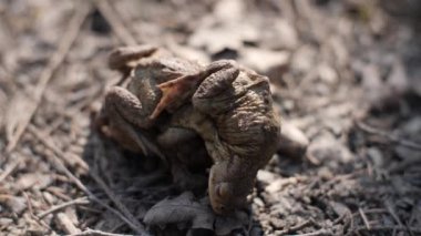 Bir kadın için aşk için iki kurbağa erkek mücadele.