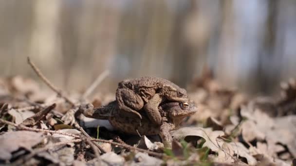 A woman wears a man. On an example of frogs. — Stock Video