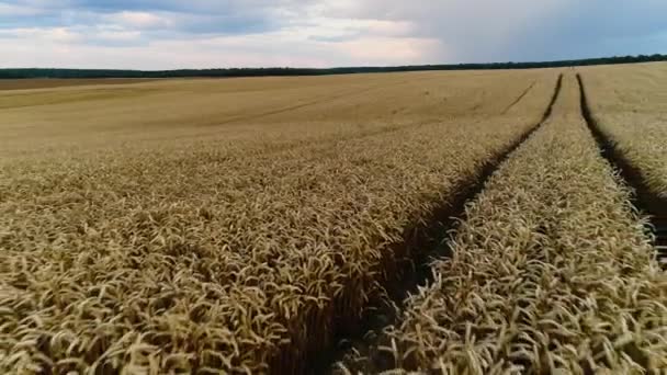 Basso volo sopra i vermi delle orecchie di grano maturo . — Video Stock