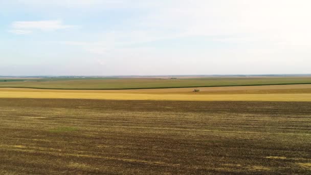 Комбайн збирає пшеницю в полі . — стокове відео