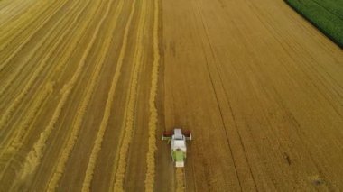 Yalnız bir hasat hasat buğday hasat.