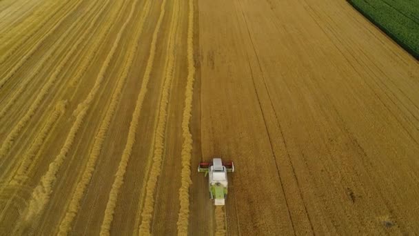 Una mietitrebbia solitaria raccoglie grano . — Video Stock