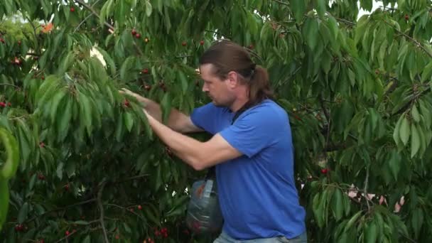 Un hombre arranca cerezas de un árbol . — Vídeos de Stock