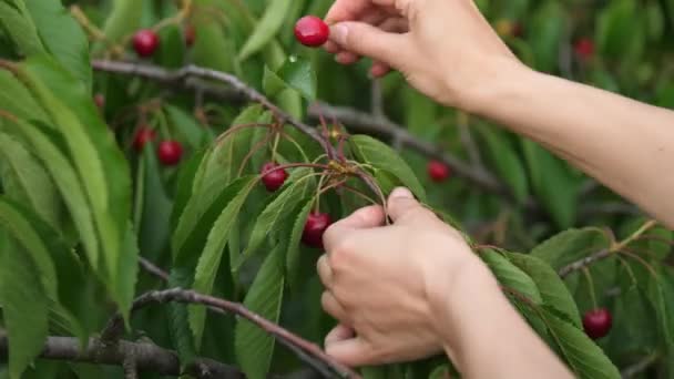 Жіночі руки вирвуть червоні вишні з гілки . — стокове відео