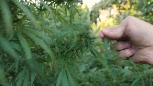 Hand plockar gröna cannabisblad från stammen. — Stockvideo