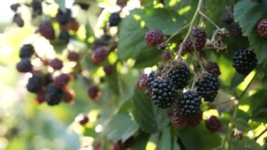 Dişi el, bahçede olgun böğürtlen topluyor..