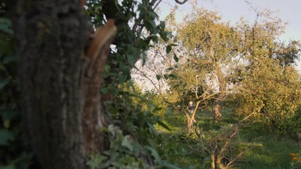 Een tiener jongen loopt door de avond zomer tuin. — Stockvideo