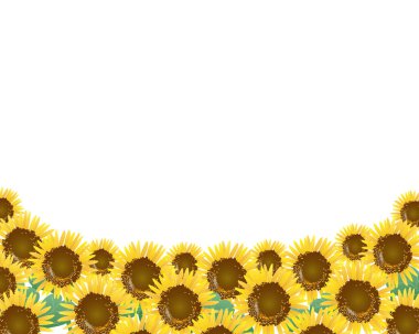 beyaz arkaplanda ayçiçeği ve kart