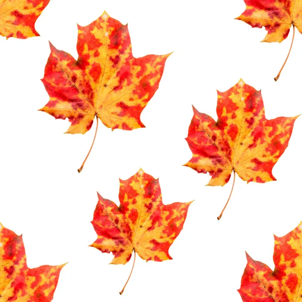 Nahtloses Muster Mit Herbstblättern Hintergrund Der Orangen Blätter Des Ahorns — Stockfoto