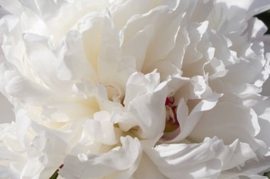 Beyaz şakayık çiçeğini kapat.