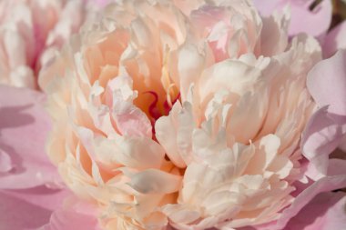 Pembe çiçek arka plan yakın çekim Şakayık