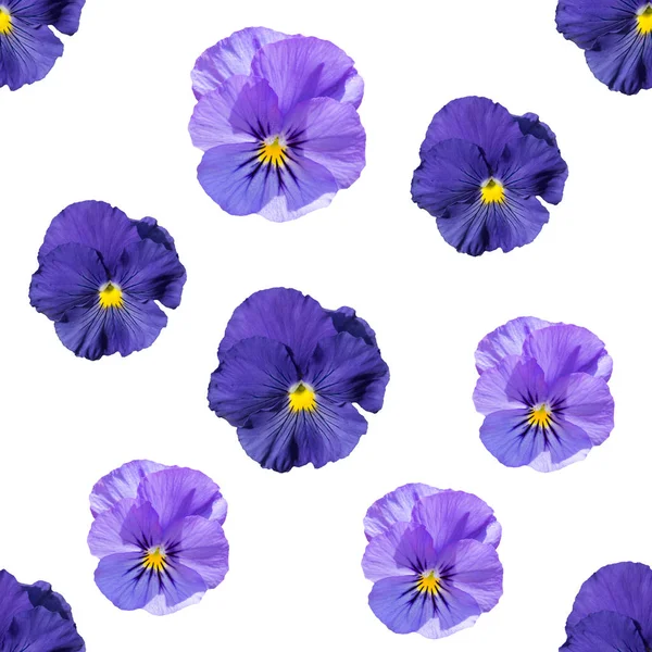 Безшовний Візерунок Синього Фіолетового Пансі Білому Тлі — стокове фото