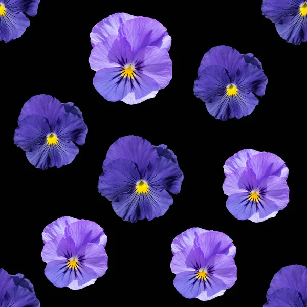 Безшовний Візерунок Синього Фіолетового Пансі Фоні Bkack — стокове фото