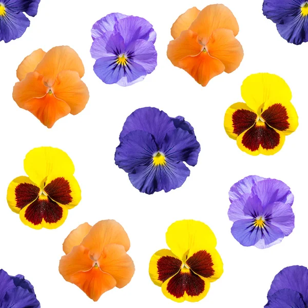 Seamless pattern of  yellow, blue, violet and orange Pansy on white background