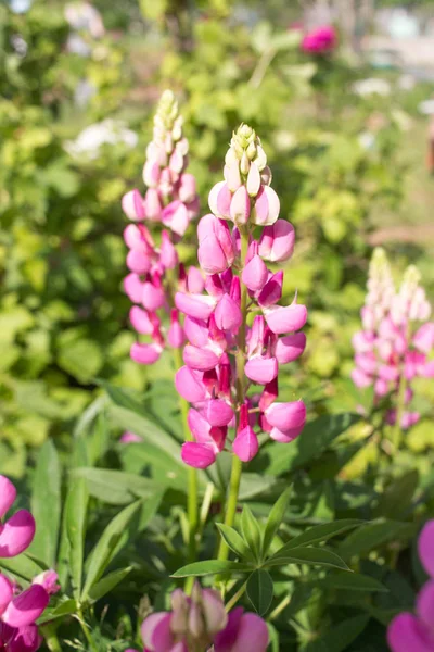 Primer Plano Flores Lupin Rosa —  Fotos de Stock