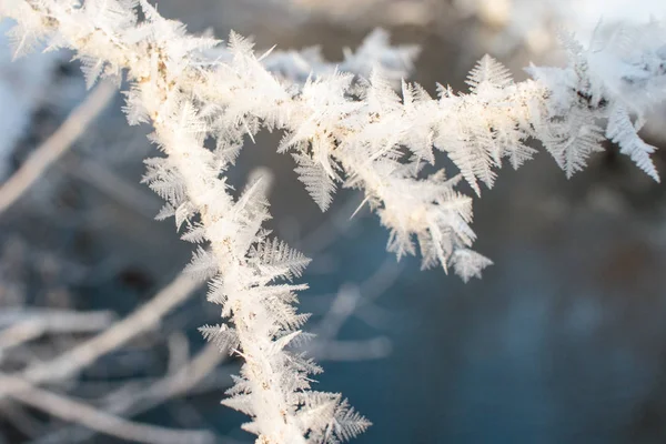 Crystallized fairy tree. Winter wonder of nature crystals of frost.