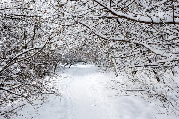 Зимний Пейзаж Лесу Покрытый Снегом Льдом Ледяные Деревья Дорога Среди — стоковое фото