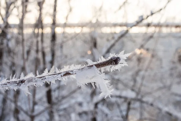 Árvore Fadas Cristalizada Maravilha Inverno Cristais Natureza Geada — Fotografia de Stock