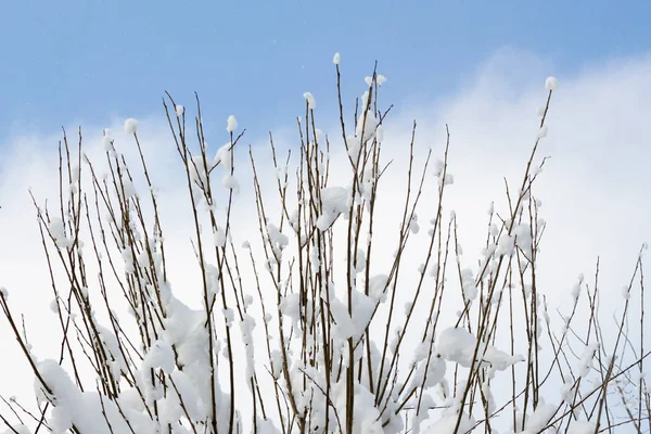 Paesaggio Invernale Rami Albero Innevati Contro Cielo Blu — Foto Stock