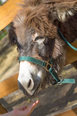 Yüzü tüylü bir eşek bir çiftlikte closeup