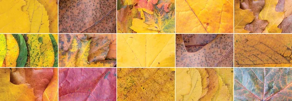 Autumn Leaves Collage Closeup Bright Tree Leaves — Stock Photo, Image