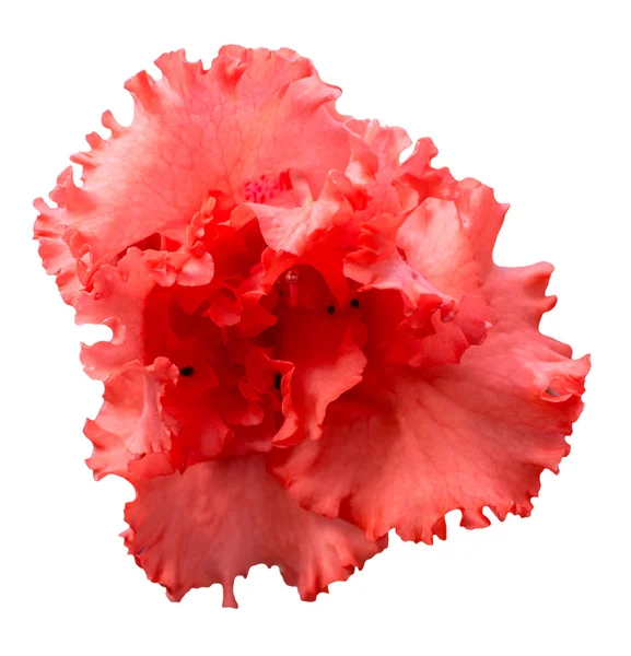 Beyaz arka plan üzerinde izole kırmızı açelya çiçek