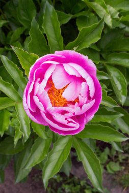 Çiçek pembe şakayık, yeşil yaprak, yakın çekim, en iyi viev 