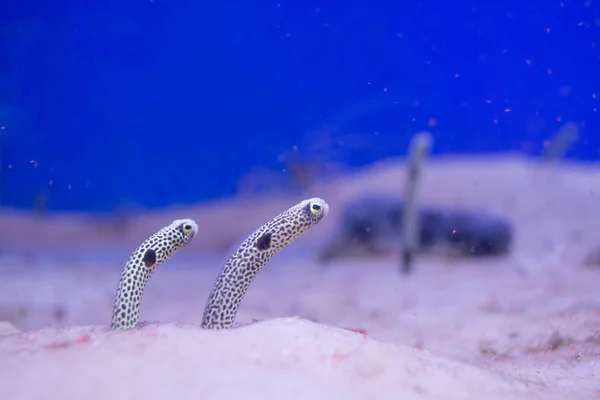 RF-lekeli Bahçe Eels (Heteroconger Hassi) 
