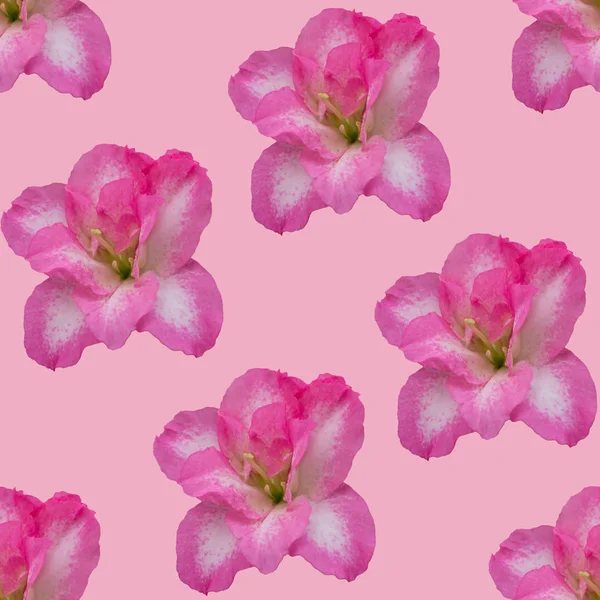 Różowy Tło Azalii — Zdjęcie stockowe