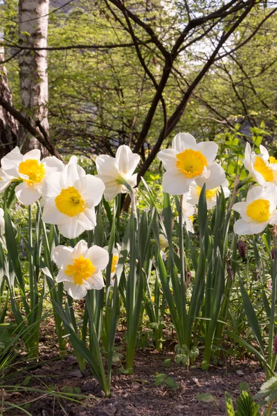 Narzissen Narzissen Narzissen Amarylli Daeceae Blüten Frühling — Stockfoto