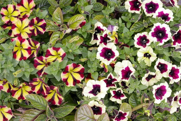 Fondo Floral Petunias Florecientes Brillantes —  Fotos de Stock