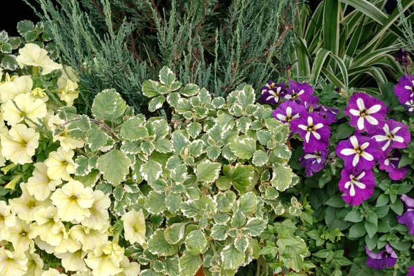 Floraler Hintergrund Von Hell Blühenden Petunien Und Plectranthus — Stockfoto