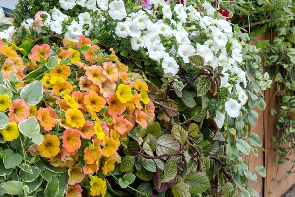 Colorful,bright street flower garden of different colors with the dominance of Petunia. A sample of urban landscaping, floral design.