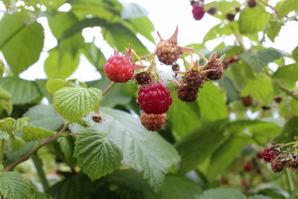 Close Van Framboos Een Tak — Stockfoto