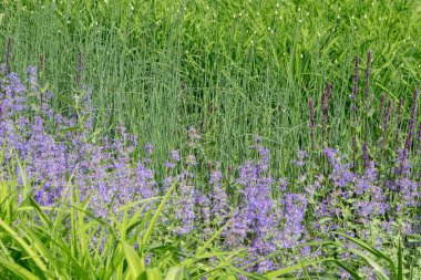 Çiçek arka plan - dekoratif çiçekler ile çiçekli