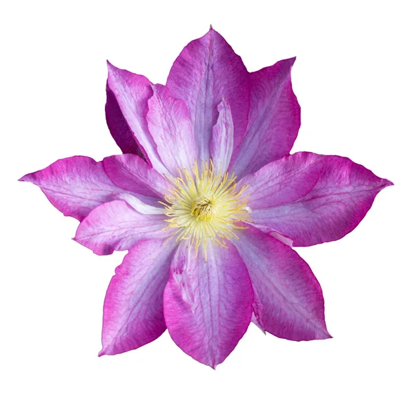 Flores Liana Clematis Rosa Aislado Sobre Fondo Blanco —  Fotos de Stock