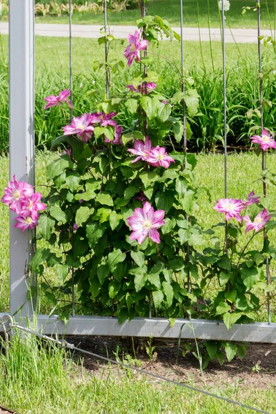 Lianenblüten Rosa Klematis Beliebt Der Landschaftsplanung Klettern Kriechpflanze — Stockfoto