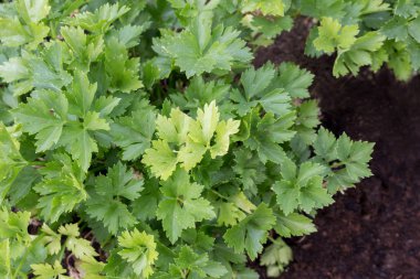 maydanoz bahçede büyür